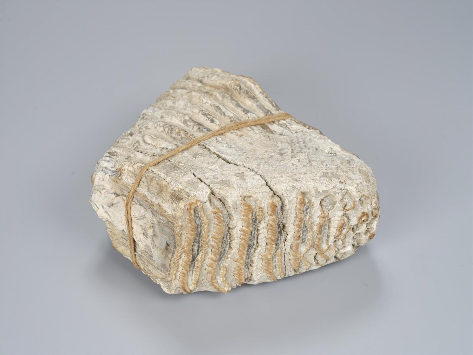 五色龍歯 大・小 - 正倉院